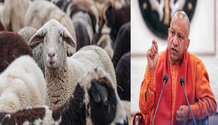 लखनऊ में अचानक हुई 170 भेड़ों की मौत से मचा हड़ंकप, CM योगी ने दिए जांच के आदेश