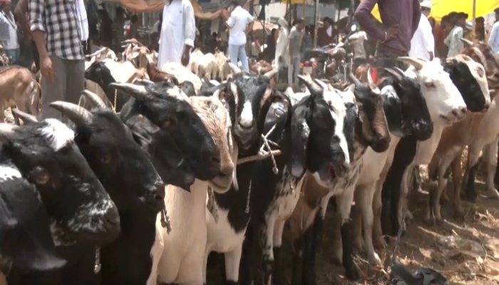 Eid ul adha : तोतापरी बकरों की बढ़ी डिमांड, बाजारों में छाई बकरीद की रौनक, पुलिस-प्रशासन अलर्ट