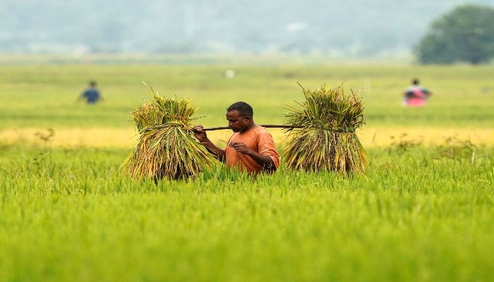 भारत की खेती ने बदली तस्वीर: एक दशक में 48.7 लाख करोड़ रुपए पर पहुंचा Agricultural GVA