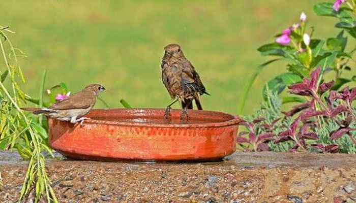 सीकर में चलाया गया परिंडे अभियान, लोगों ने लिया बढ़-चढ़कर हिस्सा