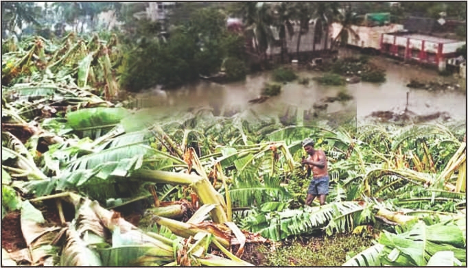 तमिलनाडु: बारिश से केले के बागान चौपट, कार्तिगई दीपम से पहले पत्तों के दाम बेकाबू