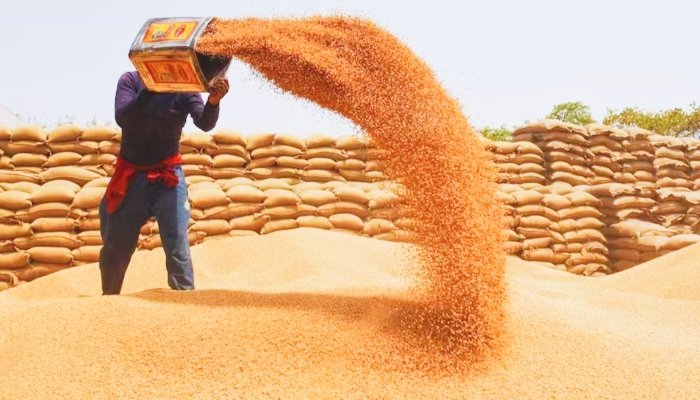 Wheat Purchasing new Record: तीन साल के उच्चतम स्तर पर पहुंची एमएसपी पर गेहूं की खरीद