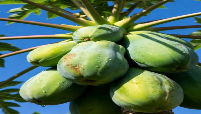 Health Benefits of Raw Papaya : शरीर की सूजन और विषैले तत्वों को जड़ से मिटाएगा कच्चा पपीता, जानें इस्तेमाल का सही तरीका