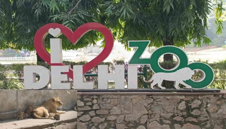 National Zoological Park Delhi: दिल्ली के चिड़ियाघर में बढ़ा शेरों का कुनबा, शेरनी महागौरी ने दिया तीन शावकों को जन्म