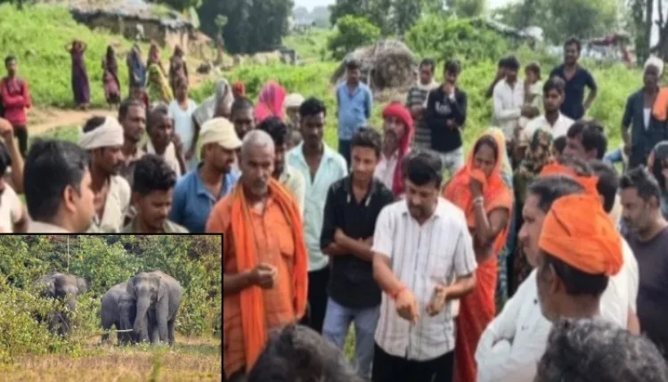 मैहर में जंगली हाथी से दहशत, हमले में ग्रामीण की मौत; कई घर ढहाए