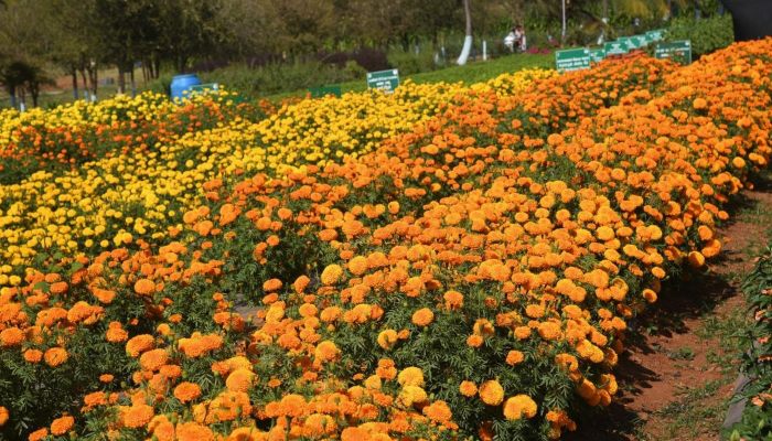 सीएम योगी का किसानों को तोहफा, मंडी के बाहर फूल बेंचने पर नहीं देना पड़ेगा शुल्क