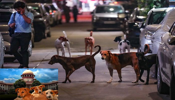 Supreme Court:  स्कूलों-अस्पतालों और बस अड्डों से हटाएं जाएं आवारा कुत्ते...स्ट्रे डॉग्स पर सुप्रीम कोर्ट का बड़ा फैसला