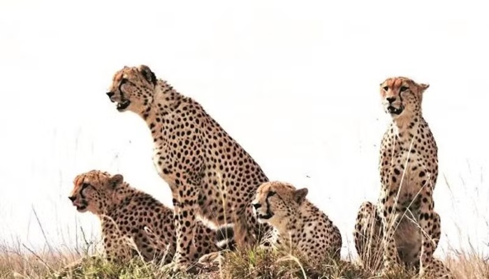 कूनो में फिर गूंजी किलकारी: चीता ‘ज्वाला’ ने दिए 5 शावकों को जन्म, भारत में संख्या पहुंची 53