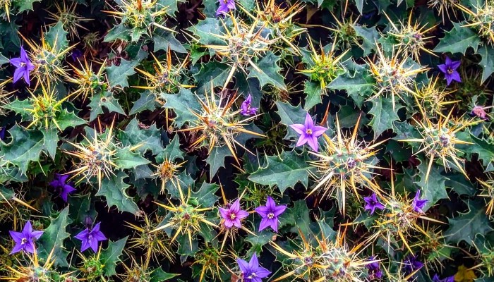 भटकटैया: जंगल का रहस्यमयी पौधा, कांटों में छिपा आयुर्वेद का अनमोल खजाना