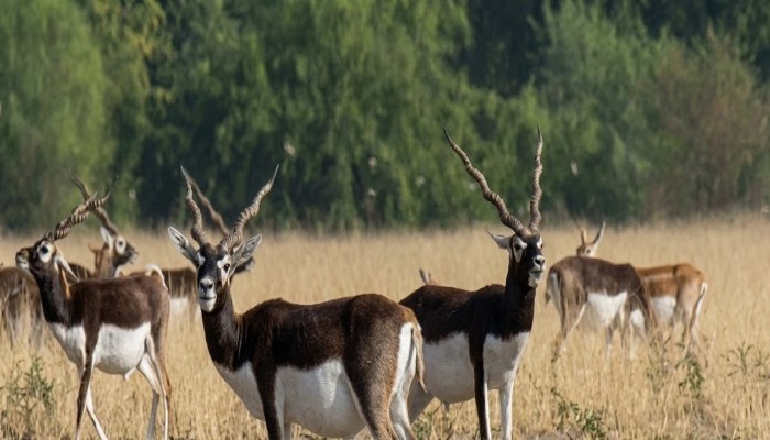 Mann Ki Baat: छत्तीसगढ़ के मैदानों में फिर दौड़ रहे काले हिरण, पीएम मोदी ने बताई उपलब्धि