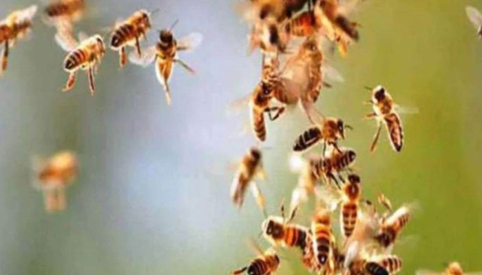 सियार, लोमड़ी, मधुमक्खियों के हमले में घायल लोगों को मिलेगा मुआवजा