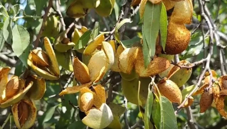 बादाम है पुलवामा की पहचान, छंट रहे उत्पादन के व्यवधान