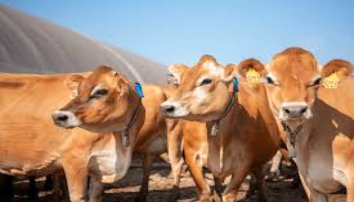 यूपी में पलेंगी स्वदेशी उन्नत नस्ल की गाय, सरकार देगी पालकों को अनुदान