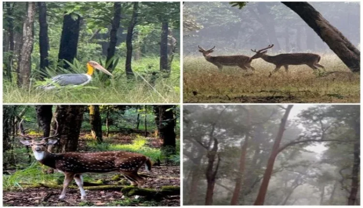 MP : आज भी बांधवगढ़ tiger रिजर्व, पर्यटकों के लिए खुले हैं द्वार