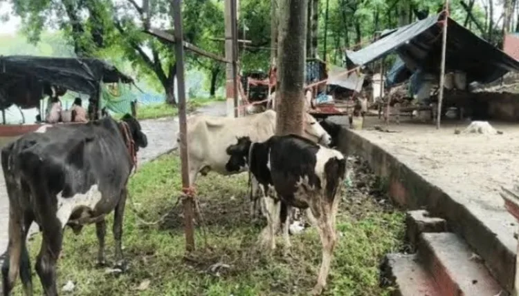 भागलपुर में बाढ़ से नष्ट हुईं फसलें, पशुपालकों के सामने चारे का संकट
