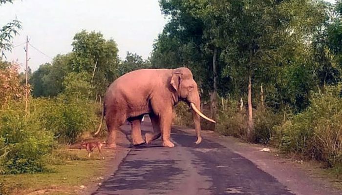 Elephant Terror jharkhand : झारखंड में जंगली हाथी का आतंक, 6 लोगों को कुचलकर मार डाला