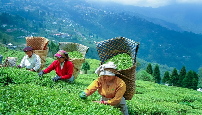 भारत की चाय ने दुनिया में बजाया डंका, 12 वर्षों में निर्यात 93% बढ़ा, महिलाएं बन रहीं सशक्त
