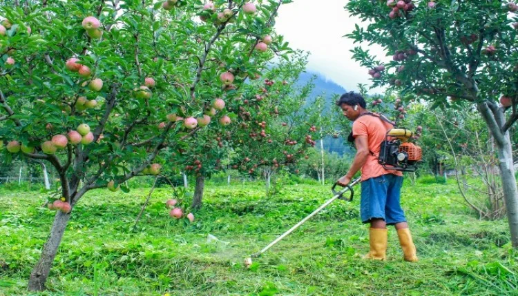 हिमाचल में मानसून की मार! सेब की कम पैदावार ने बढ़ाई बागवानों की चिंता