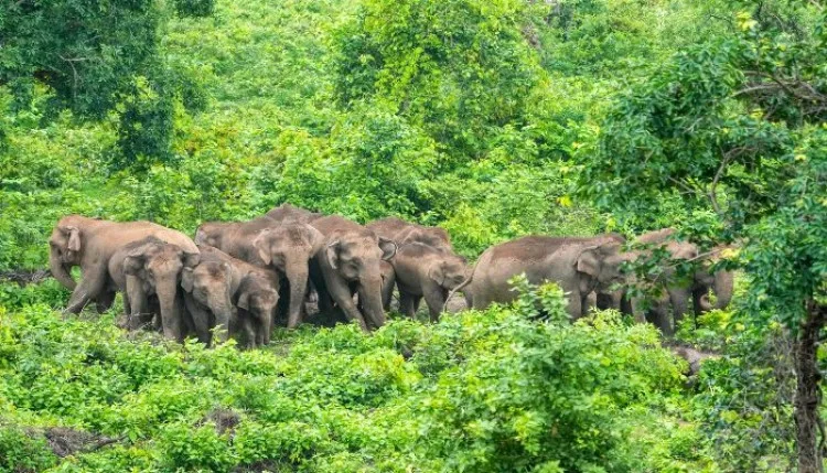 तीन हाथी कॉरिडोर का प्रस्ताव पास, तमिलनाडु में हाथी अक्सर मचाये हैं उत्पात