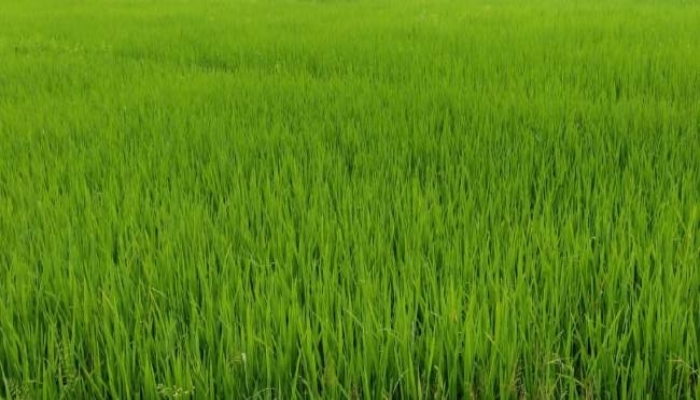 Kharif Seeding area increased: खरीफ की फसलों का कुल बुवाई क्षेत्रफल 89 लाख हेक्टेयर के पार
