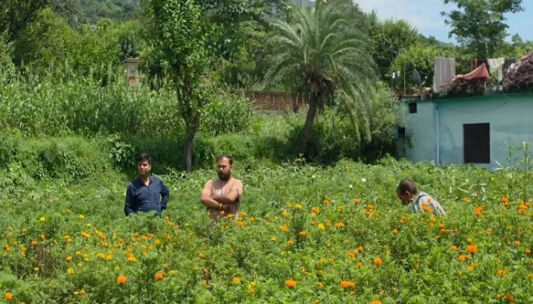 iiim के बीज और किसानों का कमाल, जम्मू-कश्मीर को फूल बना रहे खुशहाल