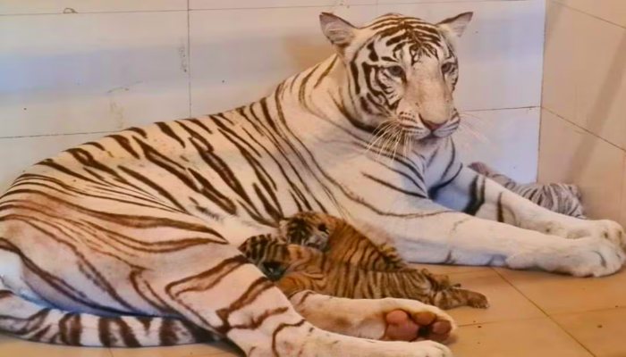 Gwalior Zoo: ग्वालियर जू में बढ़ा सफेद बाघों का कुनबा, बाघिन 'मीरा' ने दिए 3 शावकों को जन्म