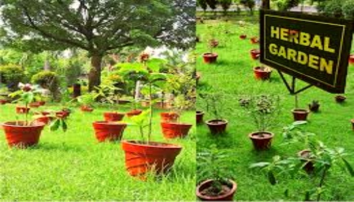 भोपाल के एम्स अस्पताल में बनेगा हर्बल गार्डन