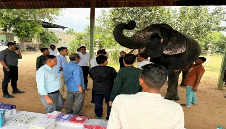 गणेश चतुर्थी पर हाथीगांव आए डॉक्टर, शिविर में दी हाथी को दवा