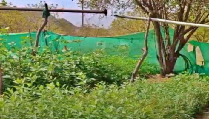 PM नरेंद्र मोदी के जन्मदिन पर 15 लाख पौधे लगाएगी यूपी सरकार