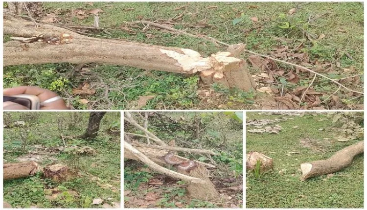 बलरामपुर: 15 दिन में काट डाले हजारों पेड़, सरकारी जमीन पर पर्यावरण लाचार