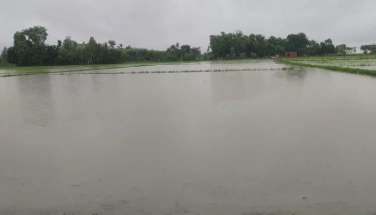जल निकासी न होने से धान की फसल डूबी