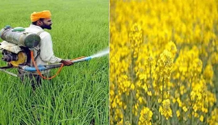 किसानों के लिए बड़ी खुशखबरी! केंद्र सरकार ने कैबिनेट में लिया ये फैसला