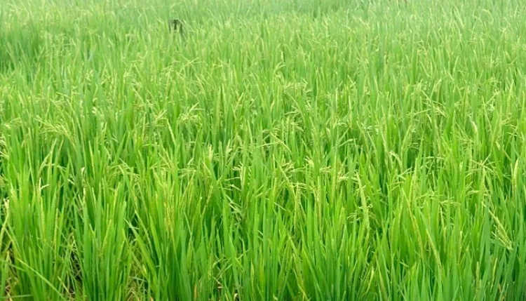 धान की फसल में बालियां निकलने का समय, जरूरी है उचित फसल प्रबंधनः एनआईबीएसएम