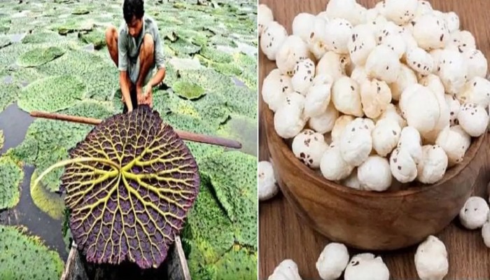 Makhana Farming-Makhana Development Scheme