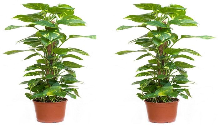  Money Plant