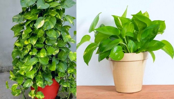  Money Plant