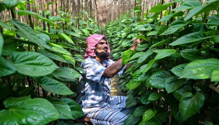 Uttar Pradesh Paan Farming-Paan Export India-Farmer Income