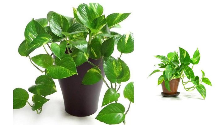 Money Plant