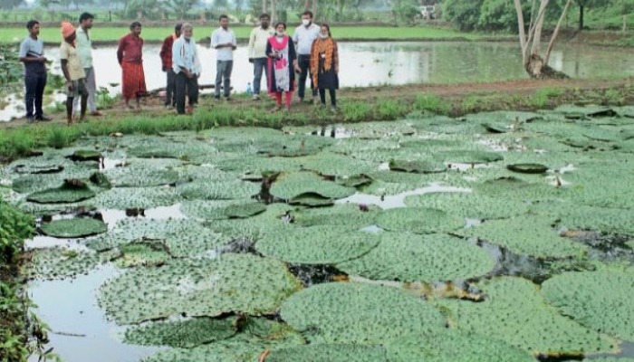 Kushinagar Makhana Farming-Cash Crop Farming
