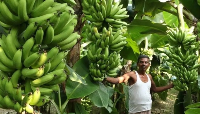 MP-Burhanpur Farmers-Banana GI Tag-Export
