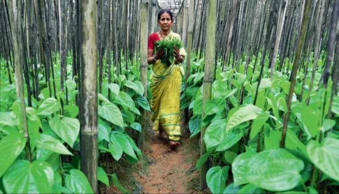 Uttar Pradesh Paan Farming-Paan Export India