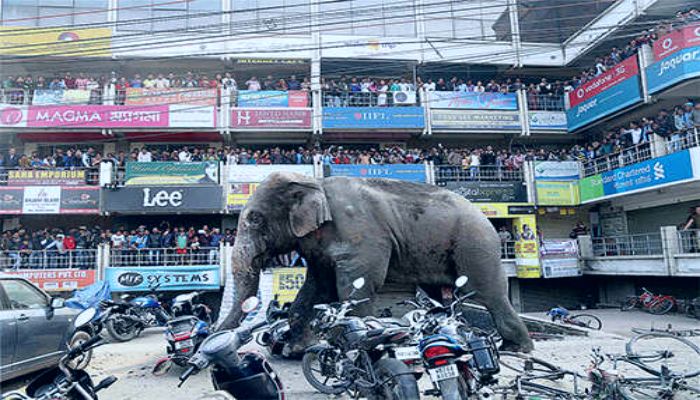 हाथी ने हमला कर महिला को मार डाला