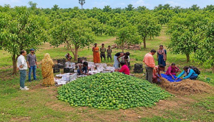 यूनाइटेड किंगडम में छाएगा झारखंड के आम्रपाली आमों का स्वाद, 1.5 मीट्रिक टन आमों का निर्यात
