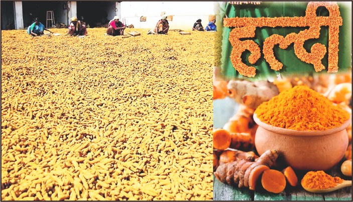 राष्ट्रीय हल्दी बोर्ड से चमकी किसानों की किस्मत, वैश्विक बाजार में भारतीय हल्दी की मांग में जोरदार इजाफा