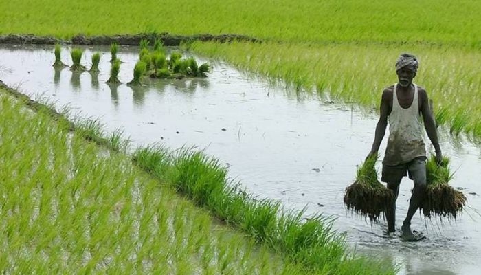 Fasal Bima Yojana 2025 : किसानों के लिए खुशखबरी! कम प्रीमियम पर मिलेगा फसल बीमा का लाभ, आवेदन की यह है अंतिम तिथि