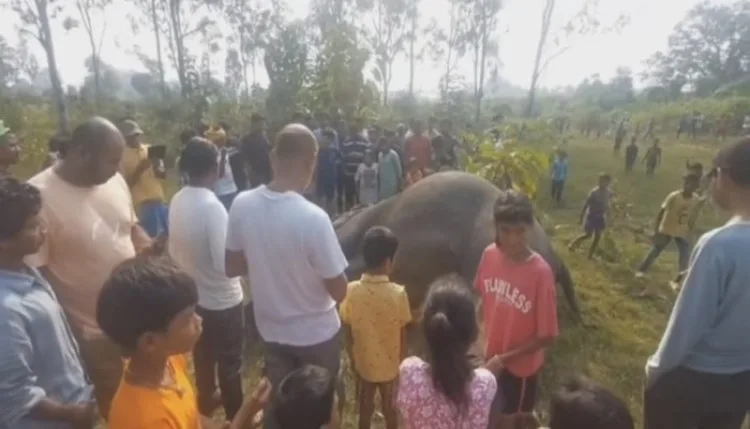 झारखंड के चाईबासा में खेत में मृत पाई गई हथिनी, दोनों दांत काट ले गए तस्कर