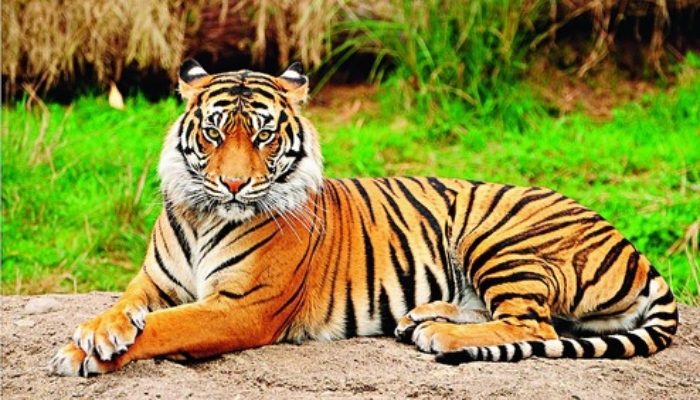असम में दहाड़ती कामयाबी: 16 साल में तीन गुना बढ़े टाइगर, पर्यावरण संरक्षण की मिसाल बना राज्य